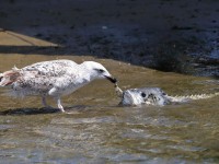 819A1277Herring_Gull_FishHead