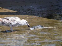 819A1321Herring_Gull