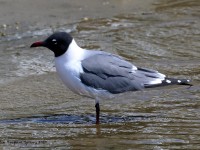 819A1346Laughing_Gull