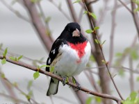 819A1837Rose-breasted_Grosbeak