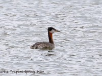 819A1891Red-necked_Grebe