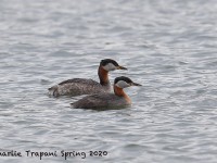 819A1907Red-necked_Grebes