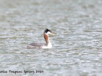 819A1921Red-necked_Grebe