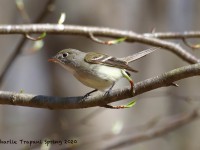 819A2010Least_Flycatcher