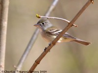 819A2011Least_Flycatcher