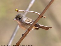 819A2021Least_Flycatcher