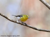 819A2088Yellow-throated_Vireo