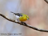 819A2090Yellow-throated_Vireo