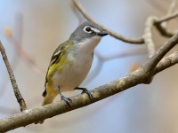 819A2101Blue-headed_Vireo