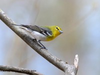 819A2107Yellow-throated_Vireo