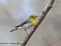 819A2111Yellow-throated_Vireo