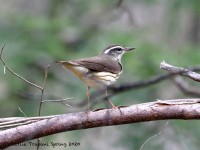 819A2129Louisiana_Waterthrush