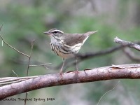 819A2133Louisiana_Waterthrush