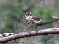 819A2135Louisiana_Waterthrush