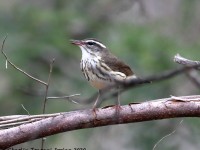 819A2137Louisiana_Waterthrush