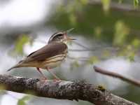 819A2146Louisiana_Waterthrush