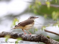 819A2150Louisiana_Waterthrush