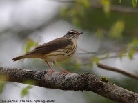 819A2155Louisiana_Waterthrush