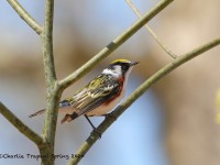 819A2157Chestnut-sided_Warbler