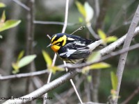 819A2180Blackburnian_Warbler