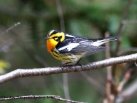 819A2187Blackburnian_Warbler