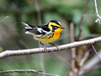 819A2191Blackburnian_Warbler