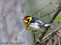 819A2214Blackburnian_Warbler