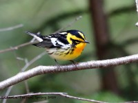 819A2250Blackburnian_Warbler