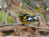 819A2270Blackburnian_Warbler