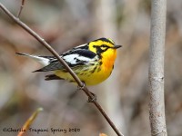 819A2274Blackburnian_Warbler