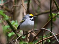 819A2297Golden-winged_Warbler