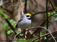 819A2299Golden-winged_Warbler