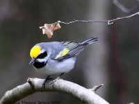 819A2345Golden-winged_Warbler