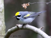 819A2346Golden-winged_Warbler