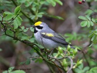 819A2371Golden-winged_Warbler