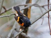 819A2386American_Redstart