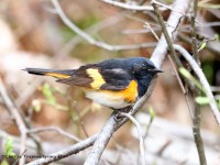 819A2404American_Redstart