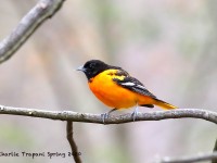 819A2437Baltimore_Oriole