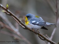 819A2478Northern_Parula