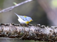 819A2494Northern_Parula