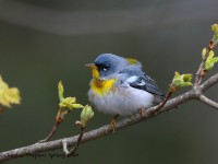 819A2519Northern_Parula