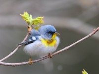 819A2525Northern_Parula