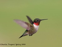 819A2628Ruby-throated_Hummingbird