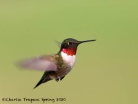 819A2629Ruby-throated_Hummingbird