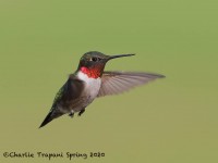 819A2630Ruby-throated_Hummingbird