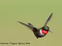 819A2632Ruby-throated_Hummingbird
