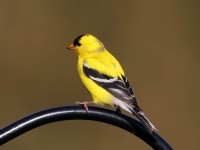 819A2658American_Goldfinch