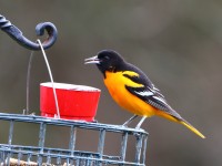 819A2696Baltimore_Oriole