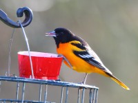 819A2731Baltimore_Oriole