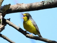 819A2765Canada_Warbler